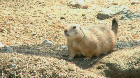 Prairie Dog (Two Scenes) Stock Footage 114256