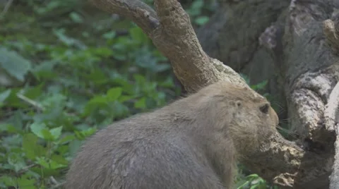 Prairie Dog In the Wild Stock Footage 66003058