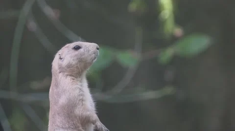 Prairie Dog In the Wild Stock Footage 66004601
