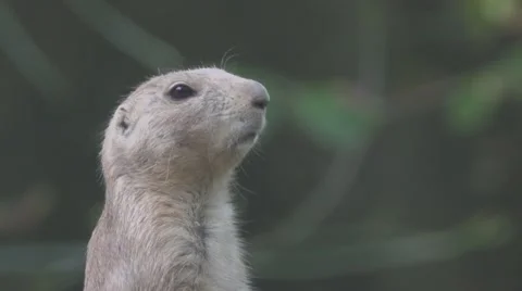 Prairie Dog In the Wild Stock Footage 66004849