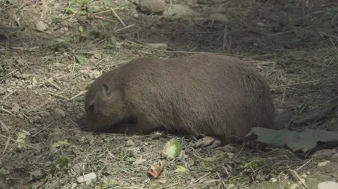 Prairie Dog In the Wild Stock Footage 66012797