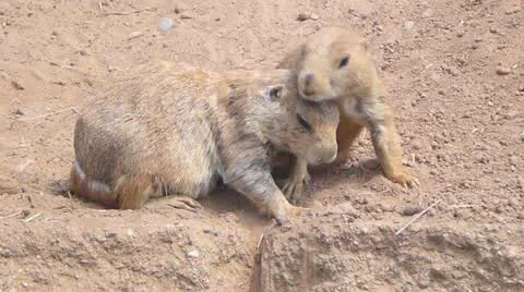 Prairie Dogs 1 Stock Footage 11451497