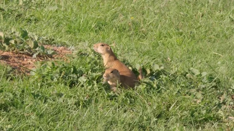 Prairie dogs cautiously eating while looking towards the sun Stock-Footage 246944579