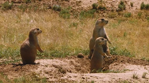 Prairie Dogs (Close up) 動画素材 82958429