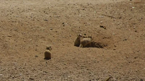 Prairie Dogs Vídeos de archivo 8691833