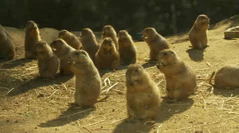 Prairie Dogs 스톡 동영상 11487356