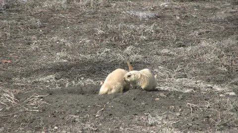 Prairie Dogs Stock Footage 20601134