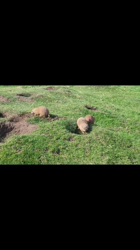 Prairie Dogs having fun Vidéo 336462351