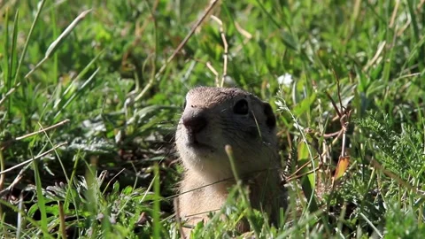 Prairie dogs in Mongolia Stock Footage 145468634