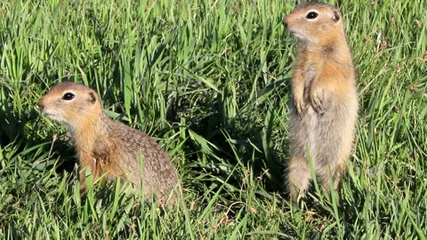 Prairie dogs in Mongolia Stock Footage 145468656