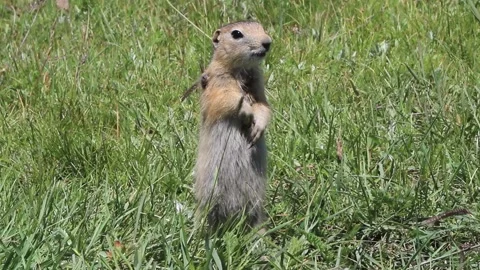 Prairie dogs in Mongolia Stock Footage 145468665