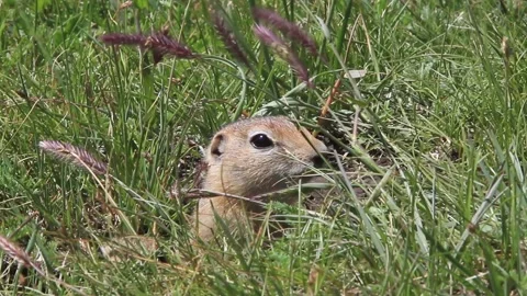 Prairie dogs in Mongolia Stock Footage 145469607