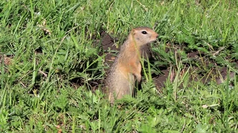 Prairie dogs in Mongolia Stock Footage 145470118