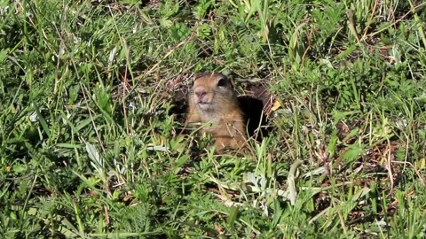 Prairie dogs in Mongolia Stock Footage 145472243