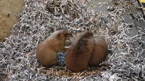 Prairie Dogs Sleeping and Rolling Stock Footage 321747804