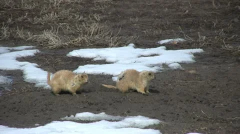Prairie Dogs in Winter Vídeos de archivo 20601197