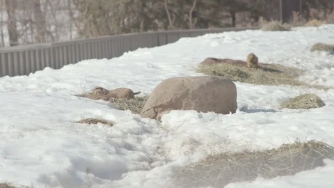 Prairie Dogs in Winter Stock Footage 86669312