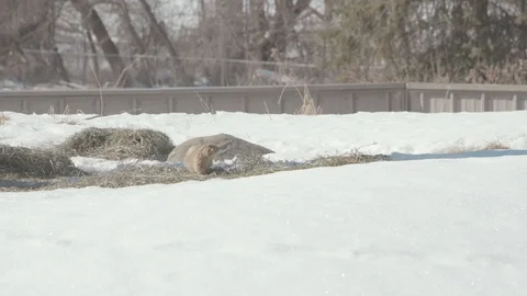 Prairie Dogs in Winter Stock Footage 86669357