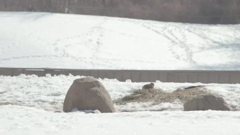 Prairie Dogs in Winter Stock Footage 86669384