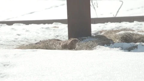 Prairie Dogs in Winter Stock Footage 86669399