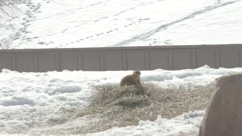 Prairie Dogs in Winter Stock Footage 86669404