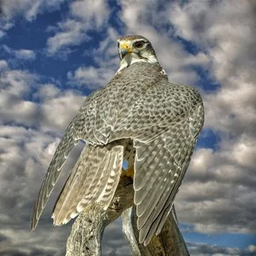 Prairie Falcon with a Dramatic Cloudy Sky in the Background Stock Photos