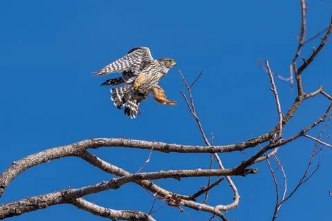 Prairie Falcon flying in flight with its catch Stock Photos