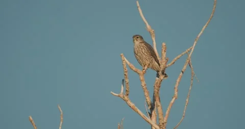 Prairie Falcon Perched in Tree at Bosque del Apache Wildlife Refuge New Mexico Stock Footage 272567275
