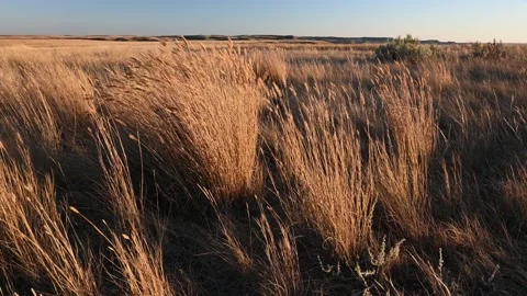 Prairie fall colored grass is blowing in the wind with rich sunset color Stock Footage 220083426