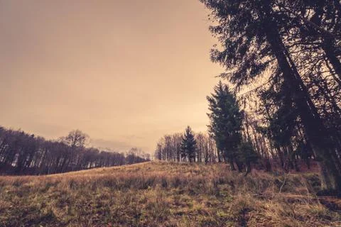 Prairie in the fall with pine trees Stock Photos