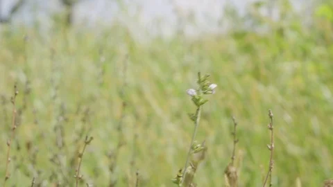 Prairie Farm 02 Stock Footage 108766521