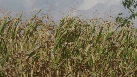 Prairie Farm 03 Stock Footage 108766426