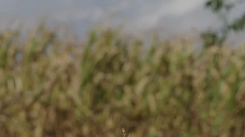 Prairie Farm 04 Stock Footage 108766435