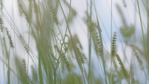 Prairie Farm 05 Stock Footage 108766400