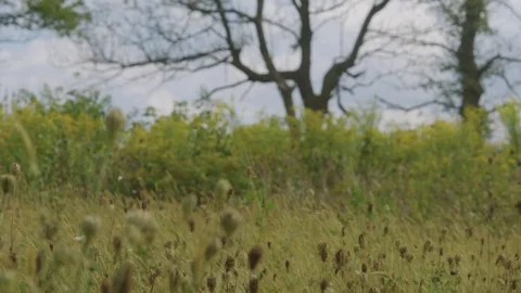 Prairie Farm 07 Stock Footage 108766522
