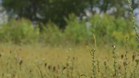 Prairie Farm 08 Stock Footage 108766559