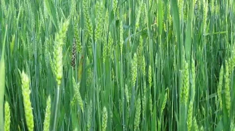 Prairie Field 1 Stock Footage 10874081