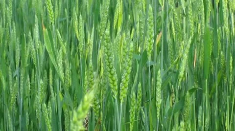 Prairie Field 2 Video stock 10874092