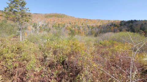 Prairie field summer Video stock 32015098