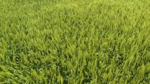 Prairie fields 4K Aerial Drone Footage Stock Footage 125280543