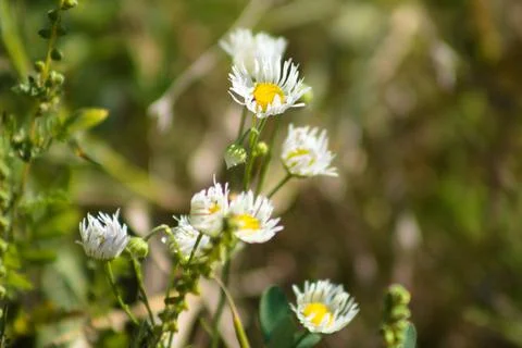 Prairie fleabane in bloom closeup view with blurred green plants on backgroun Stock Photos