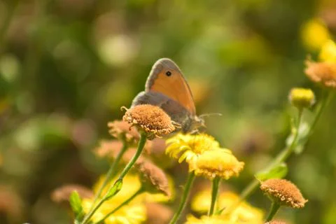 Prairie fleabane in bloom closeup view with blurred butterfly on background Stock Photos