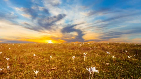 Prairie with flowers at the red dramatic sunset time lapse scene Stock Footage 247171542