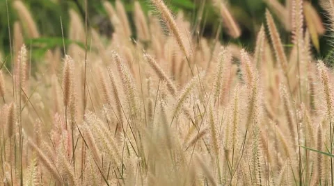 Prairie Stock Footage 8576744