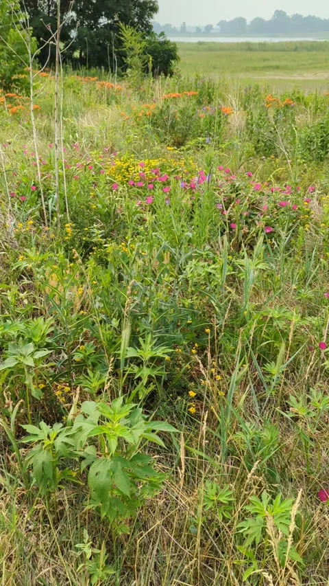 Prairie garden in bloom Stock Footage 300878200