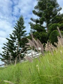 Prairie grass and pine tree in the garden with blue sky Stock Photos