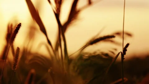 Prairie Grass and Sunset Stock Footage 106459155