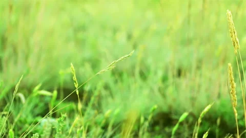 Prairie Grass and Thistle Vidéo 106459161