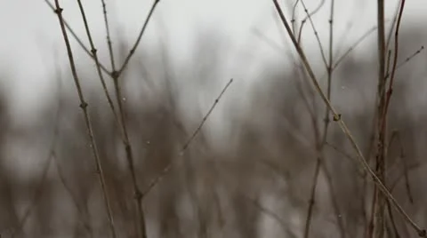 Prairie grass and trees during snowfall - rack focus Stock Footage 22028211