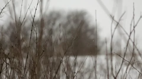 Prairie grass and trees during snowfall - rack focus Stock Footage 22028718